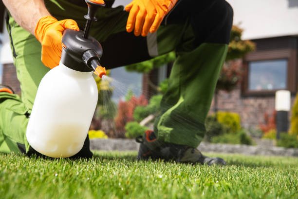 Best Mosquito Control Services  in Calico Rock, AR