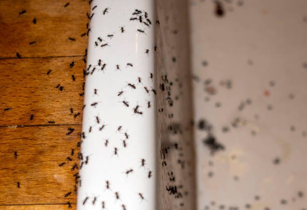Best Pest Removal Services  in Calico Rock, AR