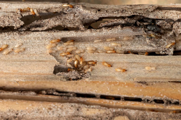 Best Termite Control Services  in Calico Rock, AR